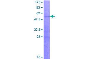 Cathepsin G (CTSG) (AA 1-255) protein (GST tag)