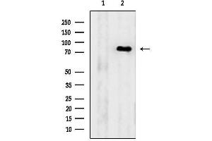 Western blot analysis of lysates from 293 cells, using C Antibody.