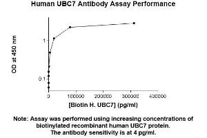 Image no. 1 for anti-Ubiquitin-Conjugating Enzyme E2G 2 (UBE2G2) (AA 1-154) antibody (ABIN5567317) (UBE2G2 anticorps  (AA 1-154))