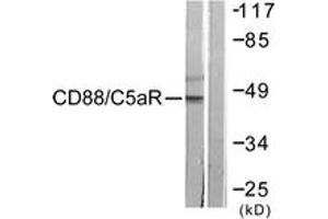 Western Blotting (WB) image for anti-Complement Component 5a Receptor 1 (C5AR1) (AA 301-350) antibody (ABIN2888799)