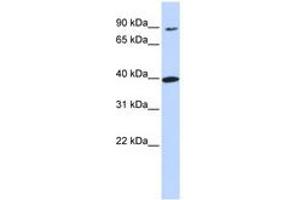 Image no. 1 for anti-Olfactory Receptor, Family 11, Subfamily H, Member 12 (OR11H12) (N-Term) antibody (ABIN6740894)