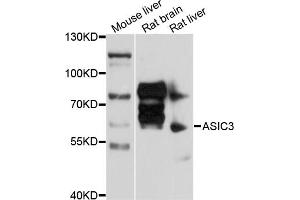 Western blot analysis of extracts of various cell lines, using ASIC3 antibody (ABIN5997266) at 1/1000 dilution. (ASIC3 anticorps)