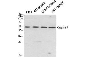 Western Blot (WB) analysis of specific cells using Caspase-9 Polyclonal Antibody.