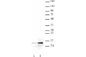 Histone H4ac (pan-acetyl) antibody (pAb) tested by Western blot. (Histone H4ac anticorps  (N-Term))
