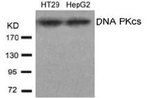 Image no. 1 for anti-Protein Kinase, DNA-Activated, Catalytic Polypeptide (PRKDC) (AA 2607-2611) antibody (ABIN197394) (PRKDC anticorps  (AA 2607-2611))