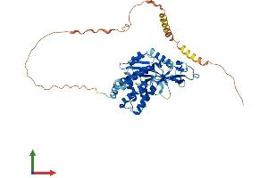 AlphaFold protein structure predicition of Mouse Recombinant Mief2 Protein, UniprotID Q5NCS9