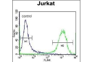 ZSCAN2 Antibody (N-term) (ABIN657010 and ABIN2846190) flow cytometric analysis of Jurkat cells (right histogram) compared to a negative control cell (left histogram). (ZSCAN2 anticorps  (N-Term))