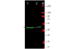 Western blot using  affinity purified anti-Wnt1 antibody shows detection of endogenous Wnt1 in human-derived MCF7 cell lysate (lane 1) and mouse-derived 3T3 cell lysate (lane 2).