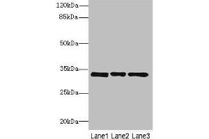 Western blot All lanes: PECR antibody at 3.