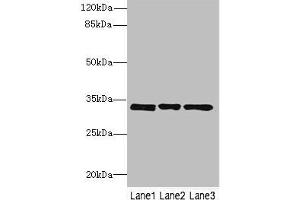 Western blot All lanes: PECR antibody at 3. (PECR anticorps  (AA 24-303))