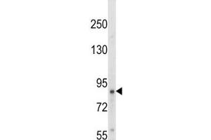 Western blot analysis of TrkA antibody and HepG2 lysate. (TRKA anticorps  (AA 769-796))