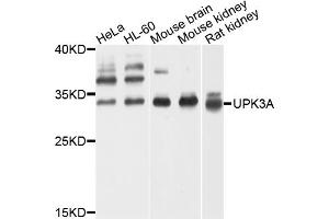 Western blot analysis of extracts of various cell lines, using UPK3A antibody (ABIN4905560) at 1:1000 dilution. (Uroplakin 3A anticorps)