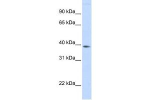 Western Blotting (WB) image for anti-Family with Sequence Similarity 76, Member B (FAM76B) antibody (ABIN2459566) (FAM76B anticorps)