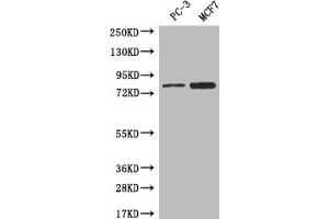 Western blot All lanes: LRRN3 antibody at 0. (LRRN3 anticorps  (AA 201-500))