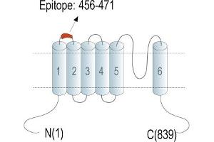 Representative domain view of the target of ABIN7582085.