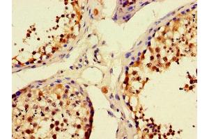 Immunohistochemistry of paraffin-embedded human testis tissue using ABIN7166245 at dilution of 1:100