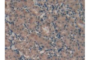 Detection of VEGFC in Mouse Kidney Tissue using Polyclonal Antibody to Vascular Endothelial Growth Factor C (VEGFC)