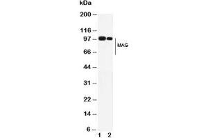 Western blot testing of MAG antibody and Lane 1:  rat brain;  2: mouse brain. (MAG anticorps  (AA 114-132))