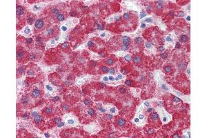 Immunohistochemistry (IHC) image for anti-Monoamine Oxidase B (MAOB) (N-Term) antibody (ABIN2781314)