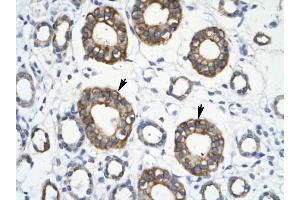 RFP2 antibody was used for immunohistochemistry at a concentration of 4-8 ug/ml to stain Epithelial cells of collecting tubule (arrows] in Human Kidney. (TRIM13 anticorps  (Middle Region))