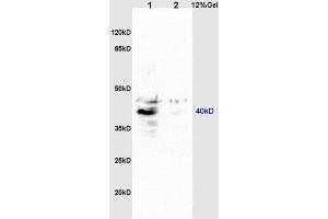 GPR15 anticorps  (AA 51-150)