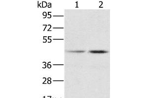 Western Blot analysis of Hela and K562 cell using hnRNP G Polyclonal Antibody at dilution of 1:800 (RBMX anticorps)