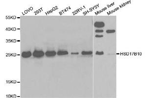 Western Blotting (WB) image for anti-Hydroxysteroid (17-Beta) Dehydrogenase 10 (HSD17B10) antibody (ABIN1876636) (HSD17B10 anticorps)