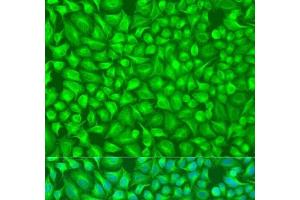 Immunofluorescence analysis of U2OS cells using GFM1 Polyclonal Antibody at dilution of 1:100.
