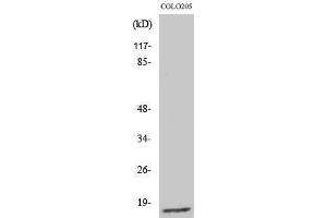 Western Blotting (WB) image for anti-Ribosomal Protein L27a (RPL27A) (C-Term) antibody (ABIN3180297) (RPL27A anticorps  (C-Term))
