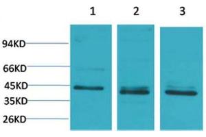 Western Blot (WB) analysis of 1) 293T, 2)HeLa, 3) 3T3 with c-Jun Rabbit Polyclonal Antibody diluted at 1:2000.