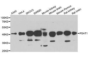 Western blot analysis of extracts of various cell lines, using PSAT1 antibody. (PSAT1 anticorps  (AA 1-370))