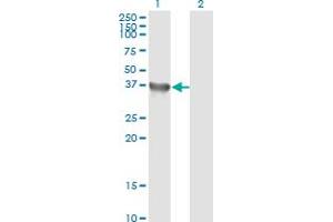 Western Blot analysis of GYG1 expression in transfected 293T cell line by GYG1 monoclonal antibody (M07), clone 3B5.