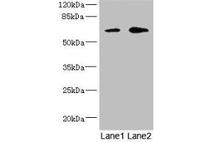 Western blot All lanes: REC8 antibody at 1. (REC8 anticorps  (AA 1-270))