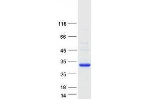 Validation with Western Blot (C22orf13 Protein (Myc-DYKDDDDK Tag))