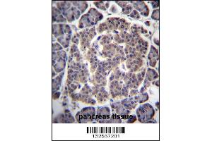 UGCGL1 Antibody immunohistochemistry analysis in formalin fixed and paraffin embedded human pancreas tissue followed by peroxidase conjugation of the secondary antibody and DAB staining. (UGGT1 anticorps  (C-Term))