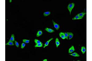 Immunofluorescent analysis of HepG2 cells using ABIN7160165 at dilution of 1:100 and Alexa Fluor 488-congugated AffiniPure Goat Anti-Rabbit IgG(H+L)