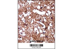 HCN1 Antibody immunohistochemistry analysis in formalin fixed and paraffin embedded human brain tissue followed by peroxidase conjugation of the secondary antibody and DAB staining.