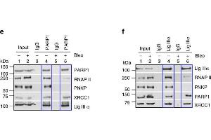 Partial characterization of DSB repair complexes by co-IP analysis.