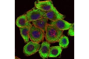 Immunofluorescence analysis of HepG2 cells using PINCH mouse mAb (green).