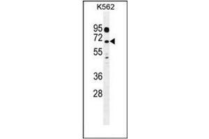 Western blot analysis of LRRC63 Antibody (C-term) in K562 cell line lysates (35ug/lane). (LRRC63 anticorps  (C-Term))