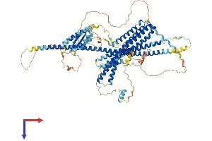 AlphaFold protein structure predicition of Human Recombinant WHAMM Protein, UniprotID Q8TF30