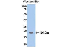 Western Blotting (WB) image for anti-Chloride Intracellular Channel 4 (CLIC4) (AA 104-253) antibody (ABIN1077930) (CLIC4 anticorps  (AA 104-253))