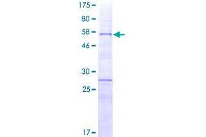 SDS-PAGE (SDS) image for Homeobox A9 (HOXA9) (AA 1-272) protein (GST tag) (ABIN1779713)