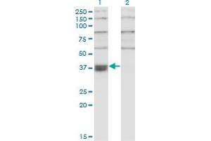 Western Blot analysis of THOC6 expression in transfected 293T cell line by THOC6 monoclonal antibody (M01), clone 1F6.