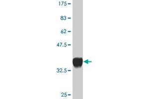 Western Blot detection against Immunogen (36.