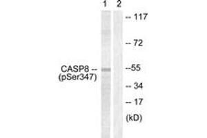 Western blot analysis of extracts from Jurkat cells, using Caspase 8 (Phospho-Ser347) Antibody. (Caspase 8 anticorps  (pSer347))