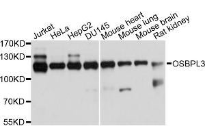 Western blot analysis of extracts of various cell lines, using OSBPL3 antibody. (OSBPL3 anticorps)