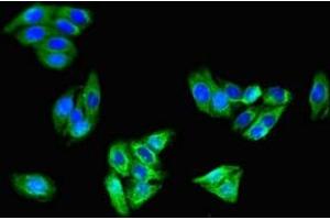 Immunofluorescent analysis of HepG2 cells using ABIN7146232 at dilution of 1:100 and Alexa Fluor 488-congugated AffiniPure Goat Anti-Rabbit IgG(H+L)