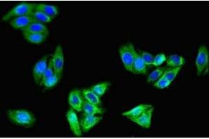 Immunofluorescent analysis of HepG2 cells using ABIN7146232 at dilution of 1:100 and Alexa Fluor 488-congugated AffiniPure Goat Anti-Rabbit IgG(H+L) (Cadherin 5 anticorps  (AA 349-569))