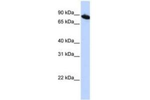 Image no. 1 for anti-Zinc Finger Protein 780A (ZNF780A) (AA 72-121) antibody (ABIN6741081) (ZNF780A anticorps  (AA 72-121))
